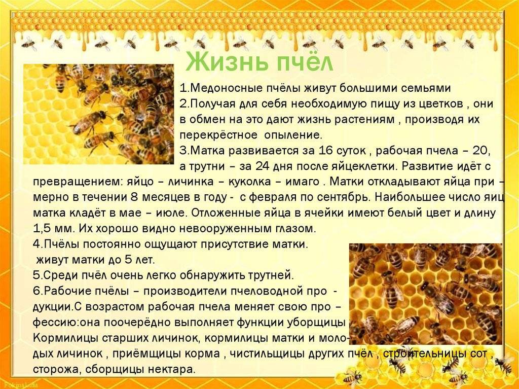 Сколько живет пчела в улье и дикой природе?