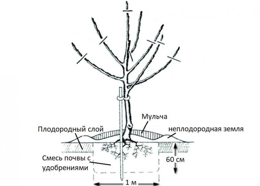 Как сажать яблоню летом. Схема посадки саженца яблони. Корневая шейка дерева. Схема посадки яблонь на карликовом подвое. Корневая шейка у яблони.