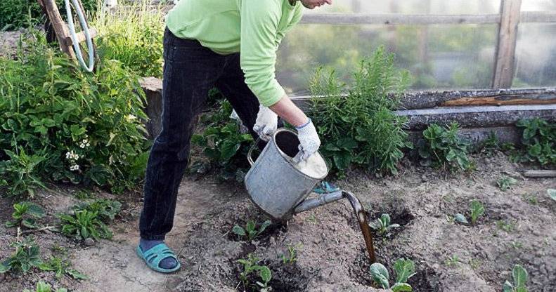 Подкормка капусты в открытом грунте: как и чем лучше удобрять для роста