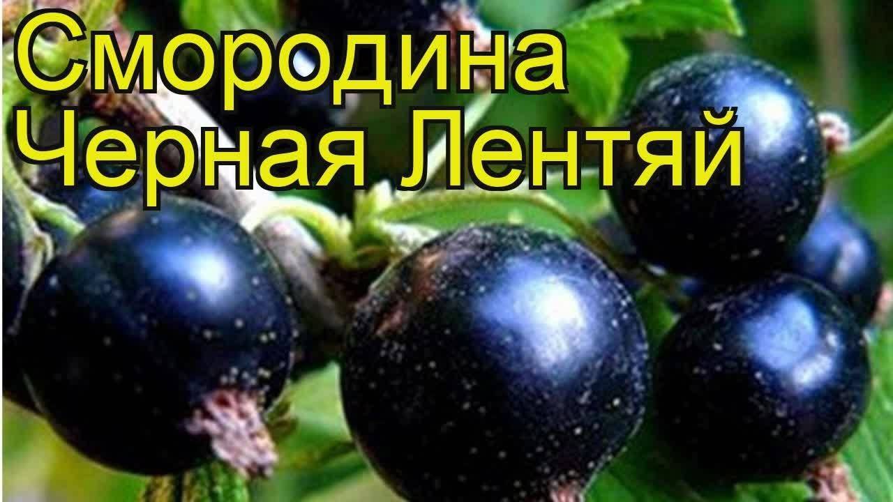 Ранний сладкий сорт чёрной смородины белорусская: описание и внешний вид сорта, фото