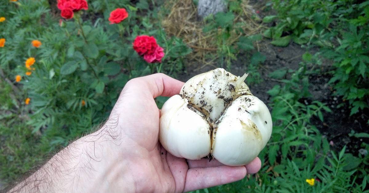 Лук суворова: описание, полезные свойства, выращивание