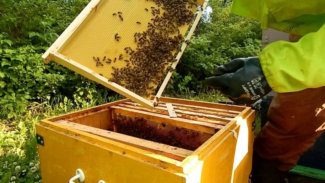 Пчеловодство для начинающих, как ухаживать за пчелами - практические советы начинающему пчеловоду