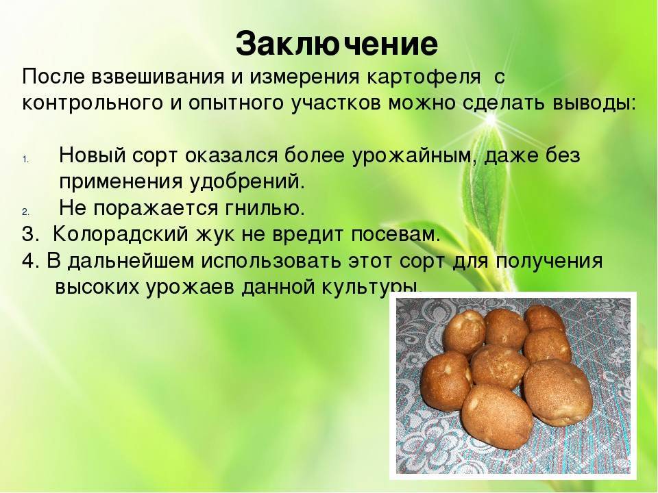 Описание и характеристика картофеля сорта Киви, правила посадки и ухода