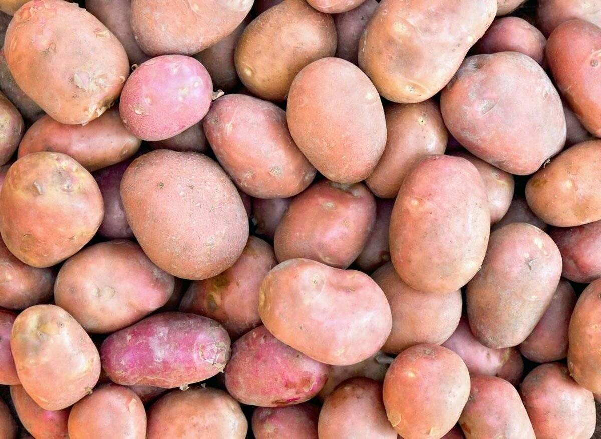 картофель нандина фото