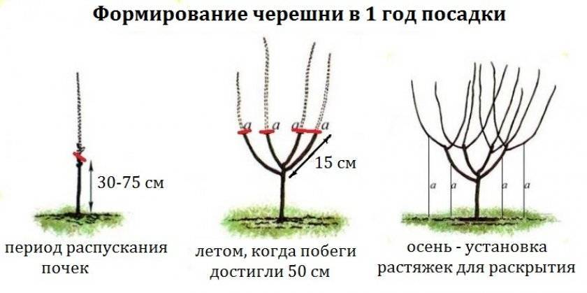 Когда можно высаживать вишню. Посадка вишни и черешни весной. Схема посадки черешни. Схема посадки вишни. Обрезка черешни весной 5 лет.