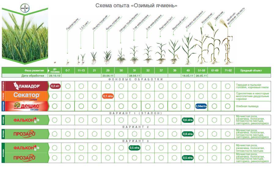 ✅ выращивание кукурузы: выбор сорта, посадка и уход в открытом грунте, технология, полезные советы