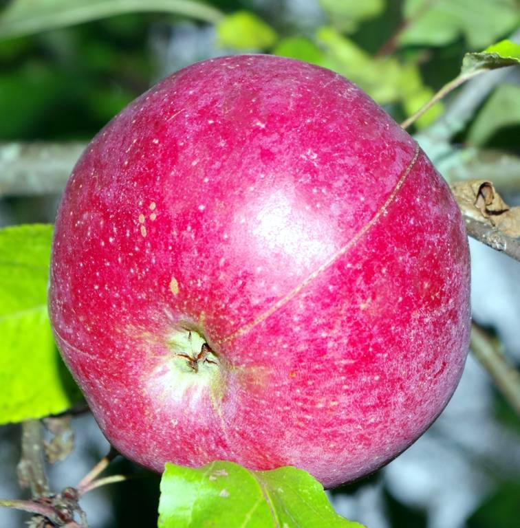 Сорт яблок «флорина»: характеристика, достоинства и недостатки