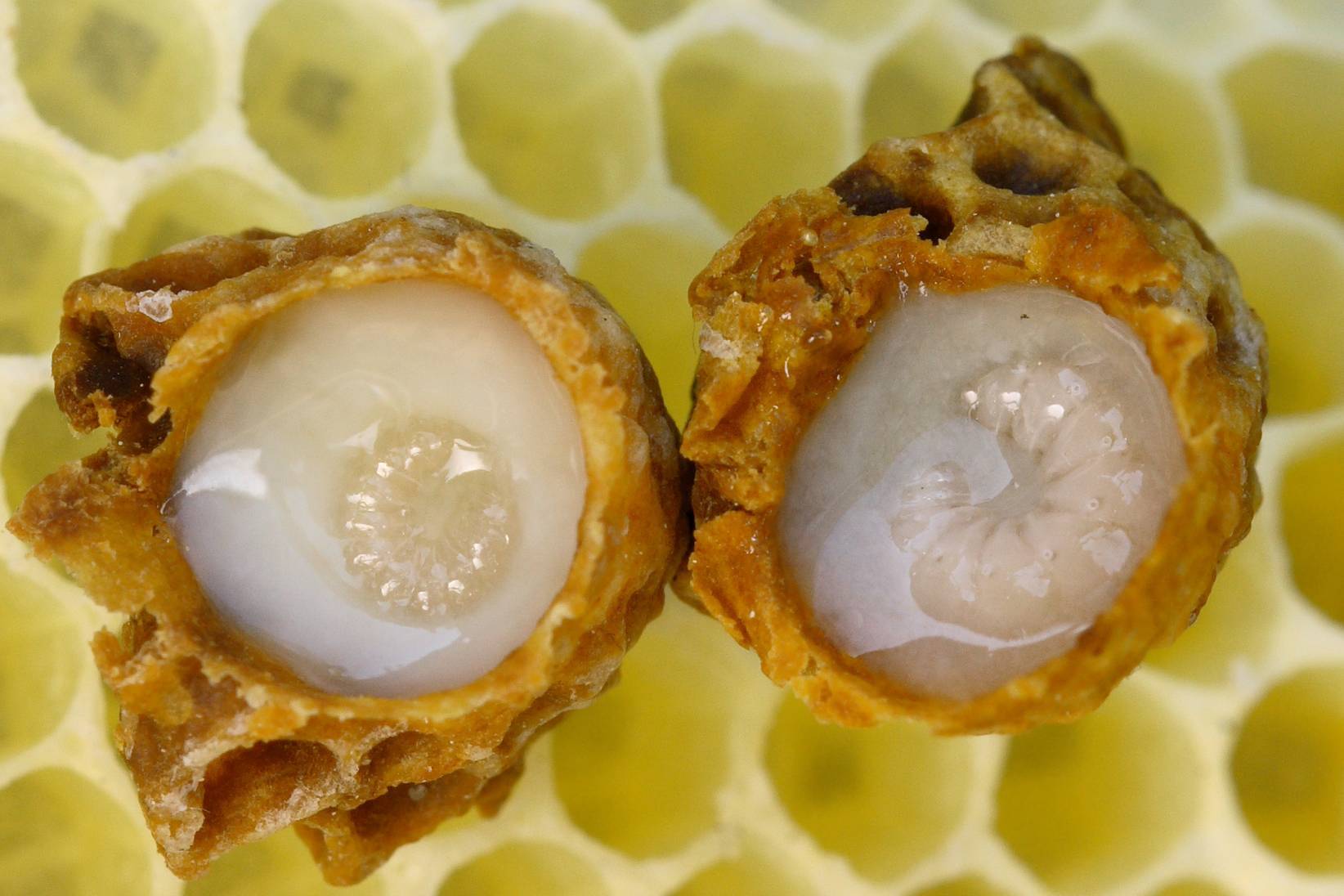 Пчелиное маточное молочко — свойства продукта