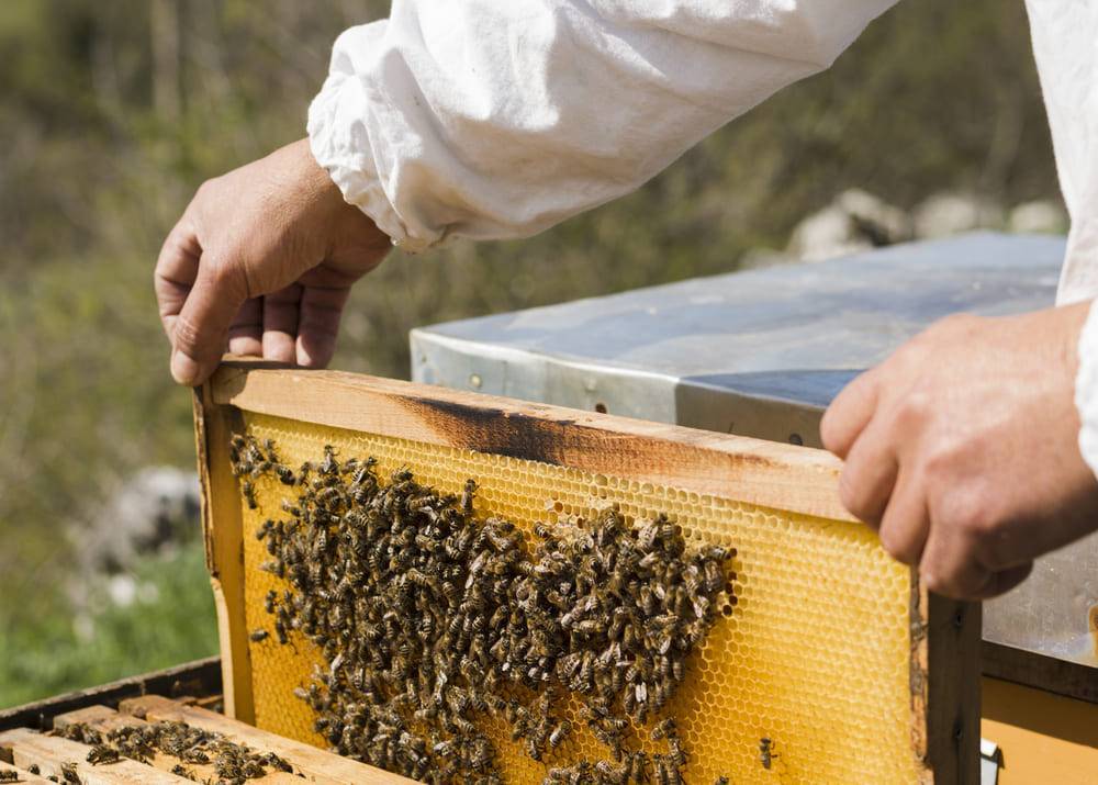 Эндовираза — пчеловодство