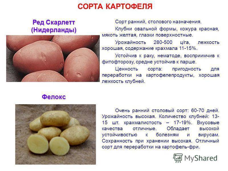 Лучшие сорта картофеля для посадки в беларуси 2021