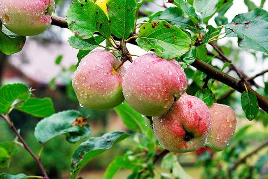 Новые сорта яблонь, устойчивые к парше