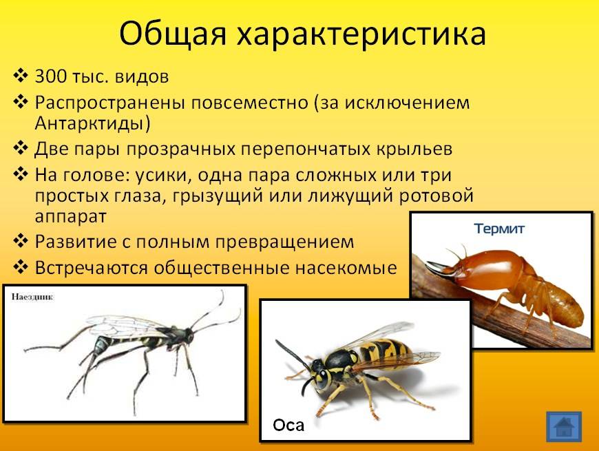 Осы | справочник пестициды.ru
