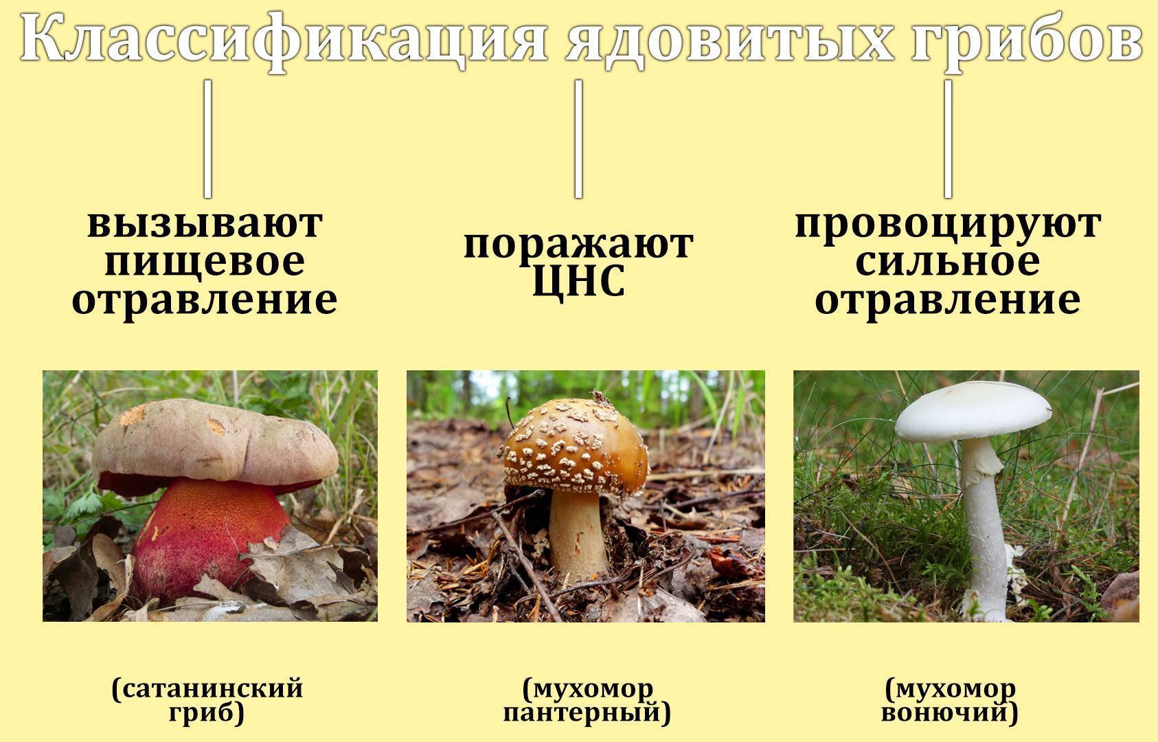 Цезарский гриб (мухомор цезаря). описание, где растет, похожие виды, фото