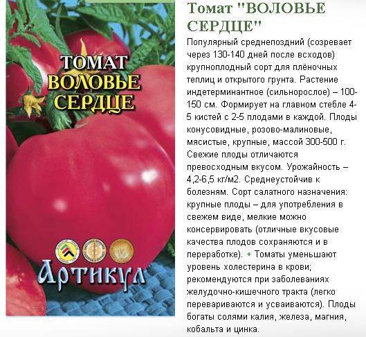 Сорт томата «верлиока» — гарантированный и качественный урожай в теплице и открытом грунте