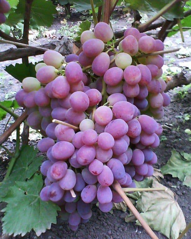Виноград тайфи: отзывы, где растет, описание сорта, правила выращивания