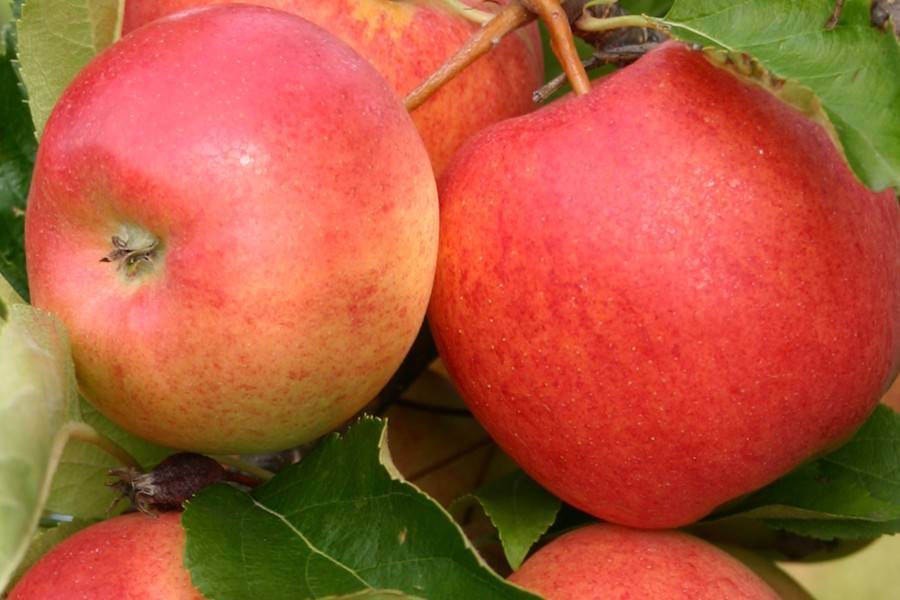 Яблоня гала маст: особенности сорта и ухода