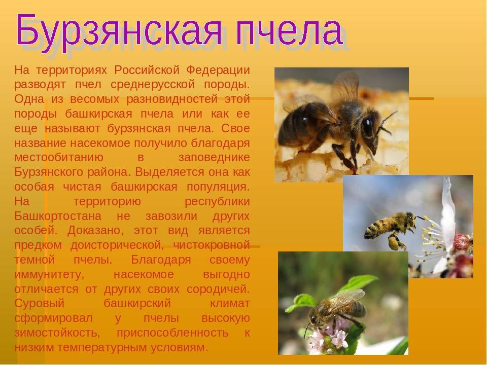 Лучшие породы медоносных пчел: основные характеристики, преимущества и недостатки