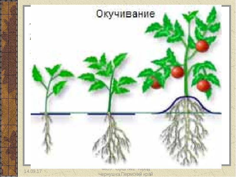 Корень растения как вегетативный орган: типы корней по происхождению, зоны и строение корня