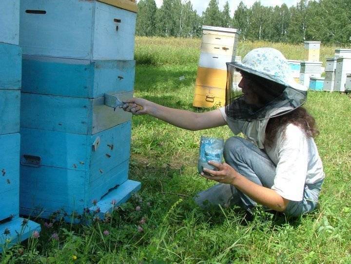 Цвет досок в классах, покраска пчелиных ульев: самые странные законы рф - русская семерка