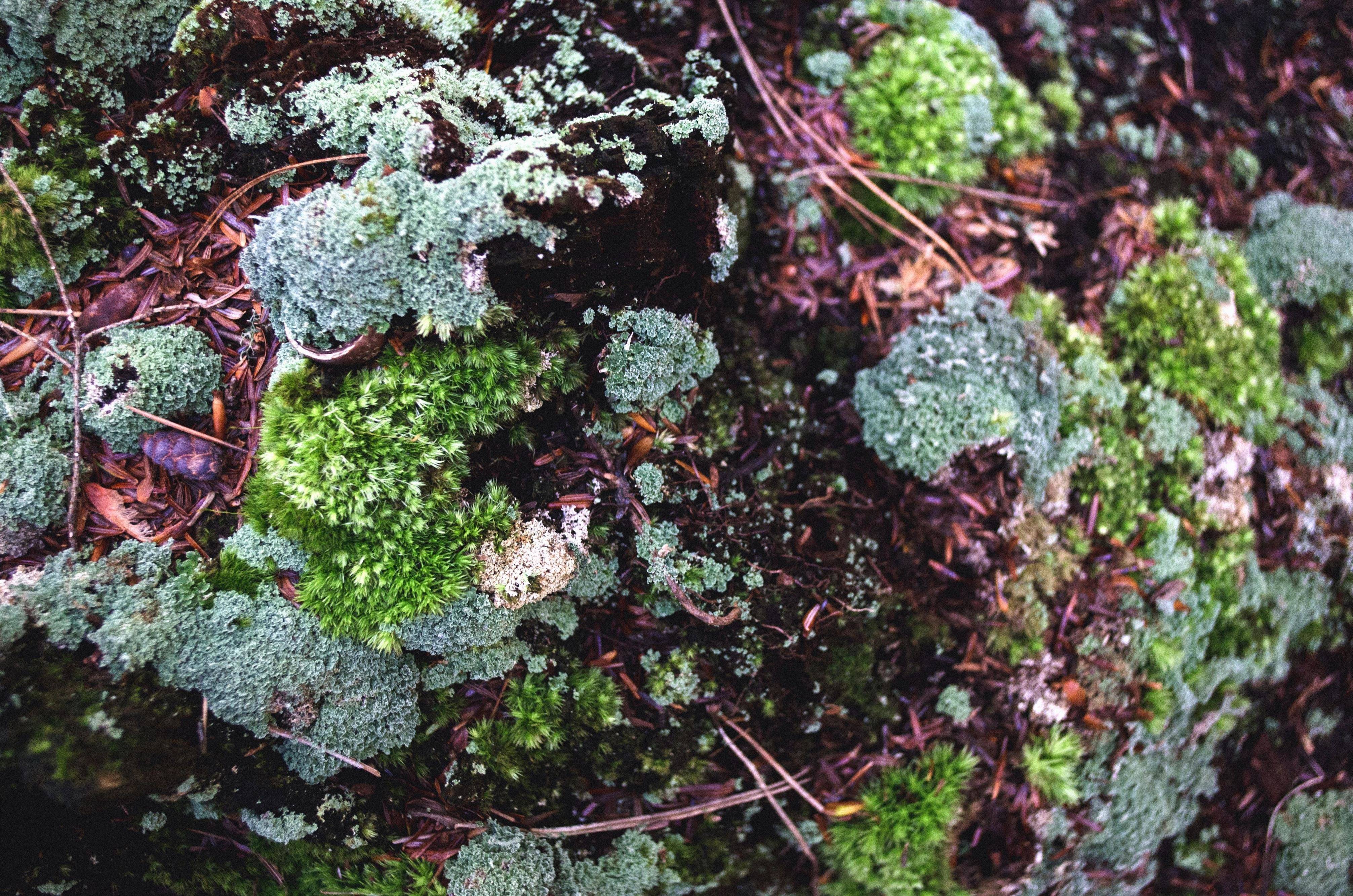 Декоративный мох в ландшафтном дизайне: описание, идеи, как сажать и ухаживать