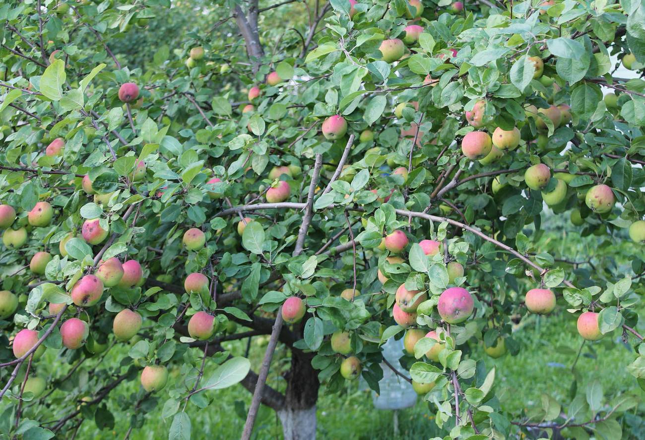 Лучшие сорта карликовых яблонь для средней полосы россии