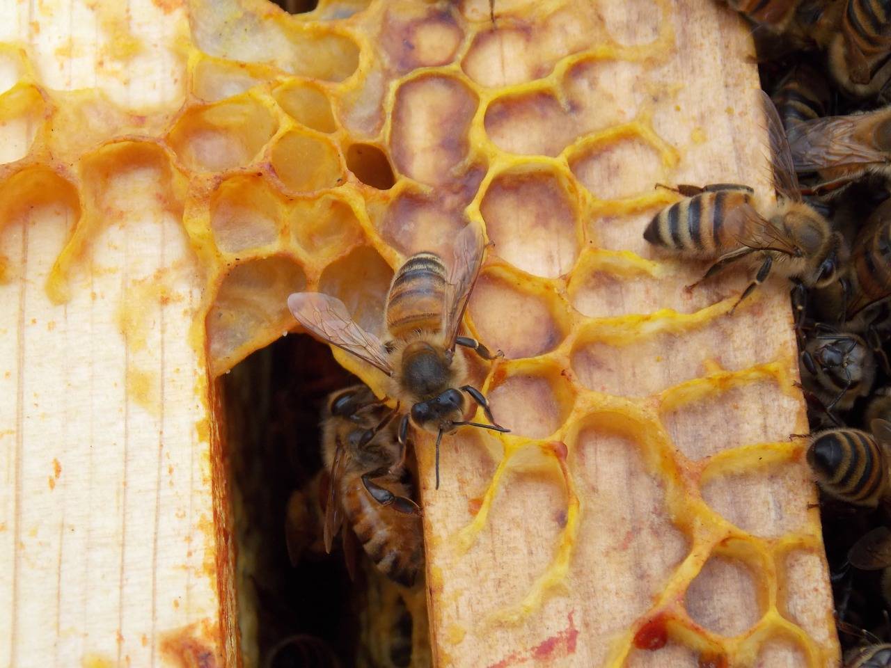 Содержание пчел в ульях различных систем