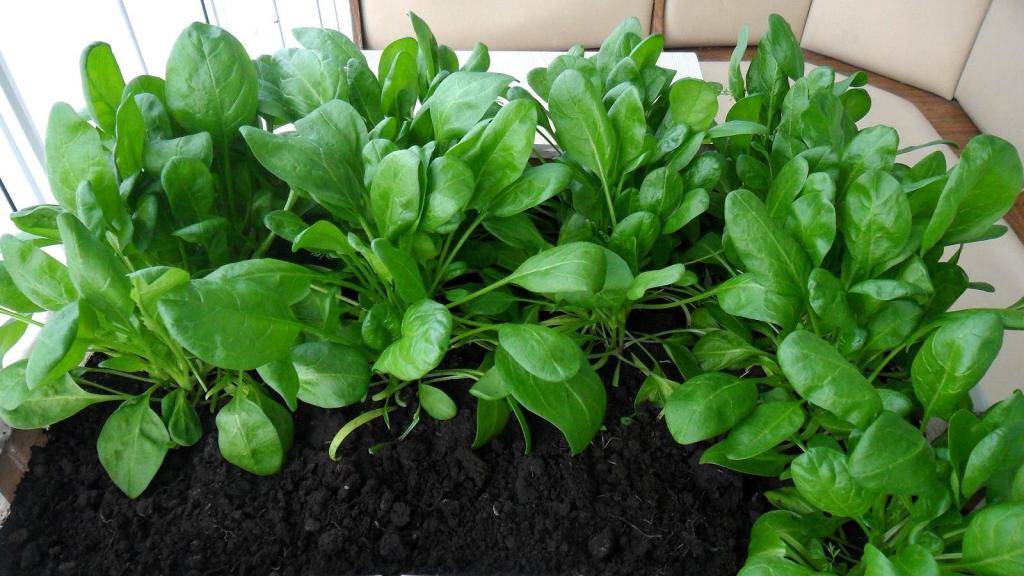 Зелень на подоконнике – выращивание зелени в домашних условиях | огородник