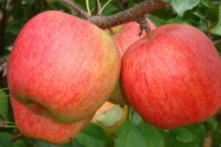 Яблоня лигол: особенности сорта и ухода