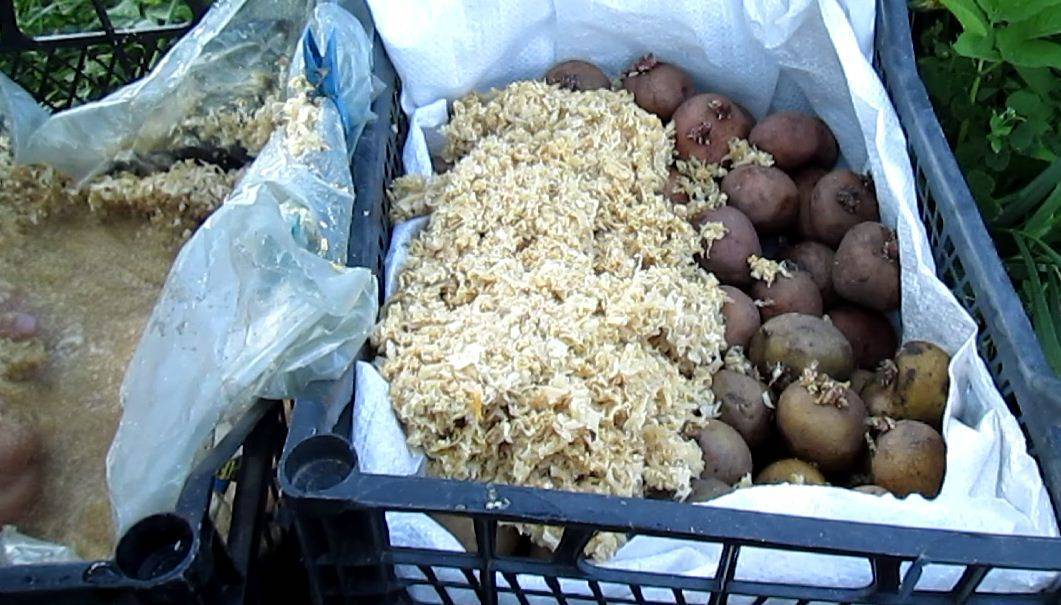 Проращивание картофеля перед посадкой – лучшие способы