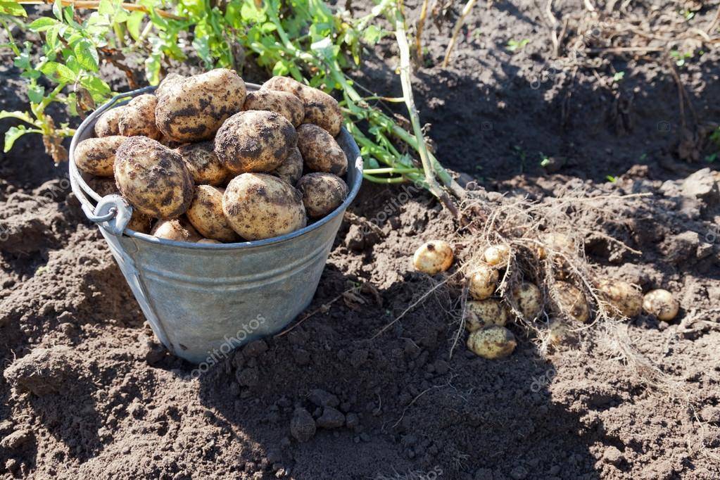 Средняя урожайность картофеля с 1 га: как собрать больше картошки