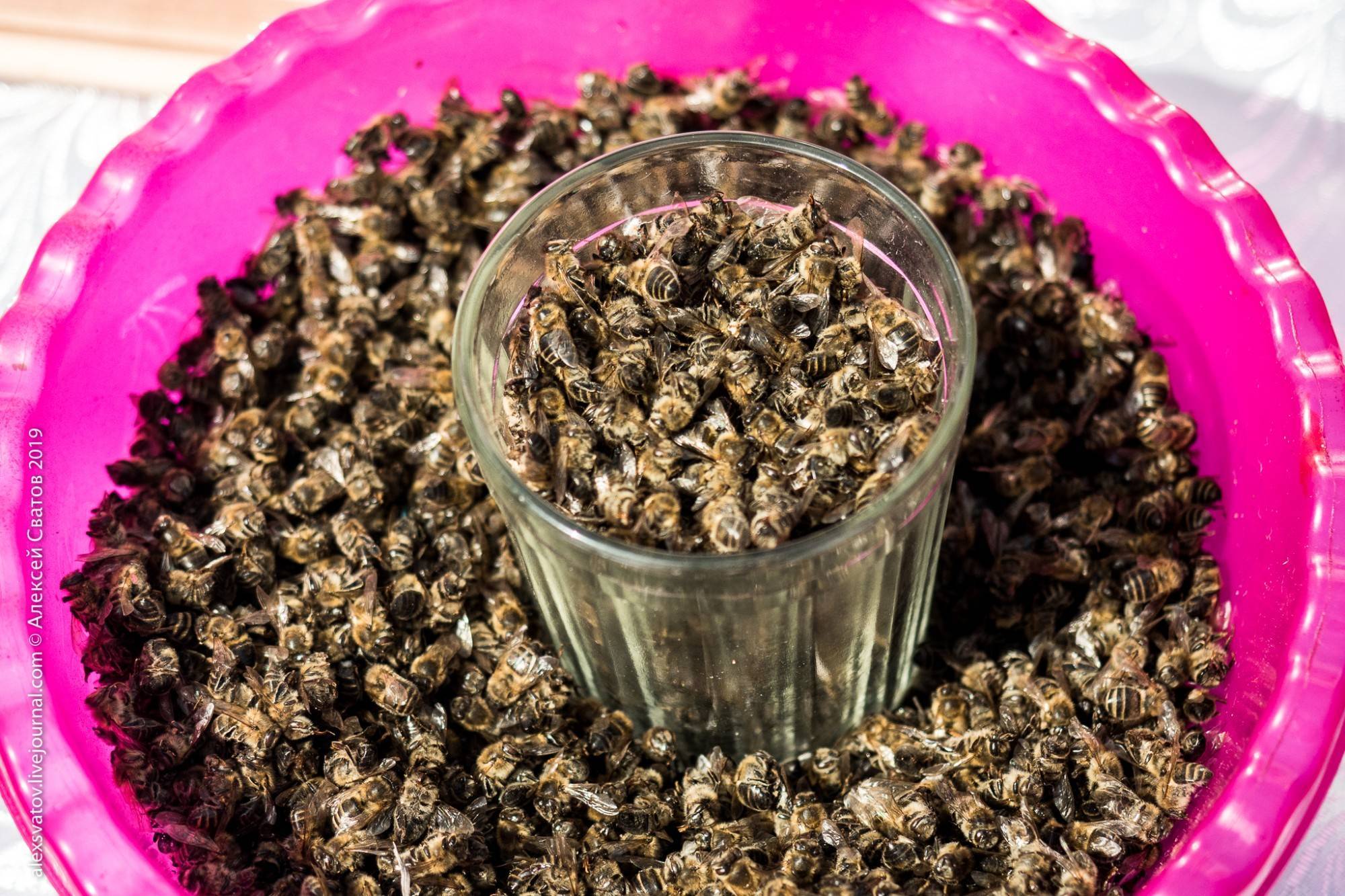 Польза и вред пчелиного подмора, применение в народной медицине