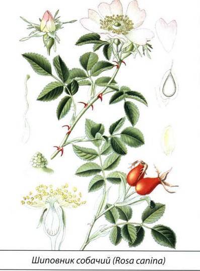 Шиповник собачий (роза канина): как выглядит, отличить, описание лекарственной травы, концентрат