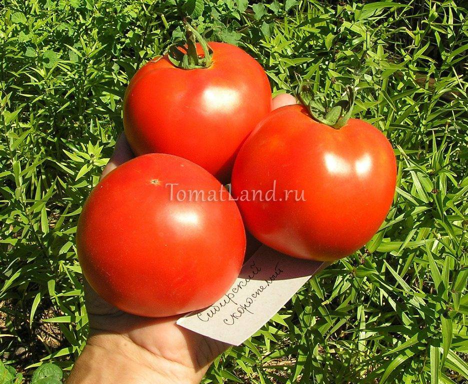 Характеристика и описание томата “сибирский скороспелый”