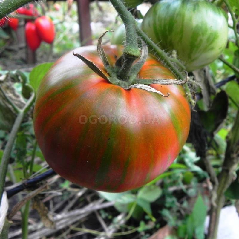 Описание серии томатов гном: правила выращивания и уход