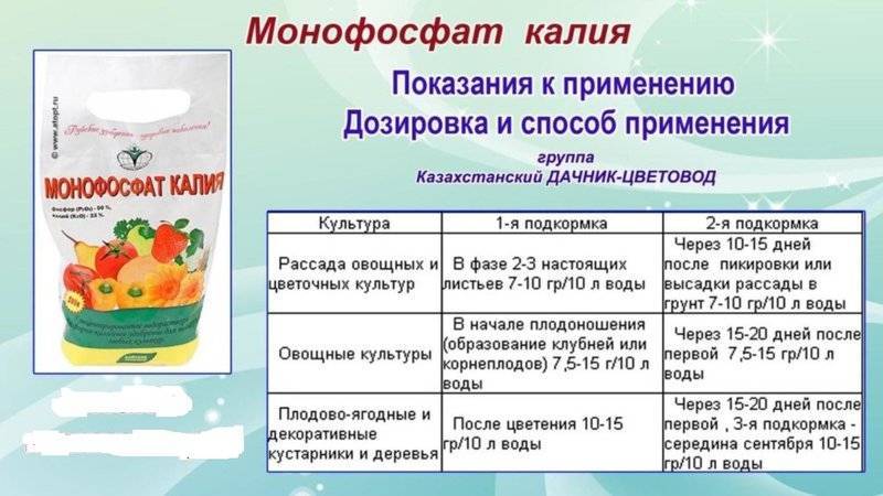 Калийная подкормка огурцов: выбор удобрения и пропорции, видео и фото