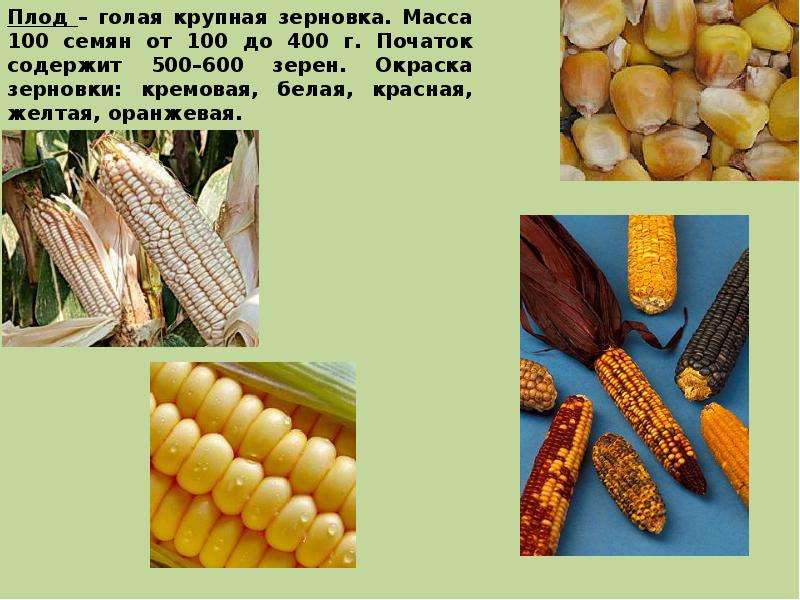Цветная кукуруза: что это такое, кем и когда была выведена, какие существуют сорта этого радужного растения, а также где ее выращивают и как применяют?