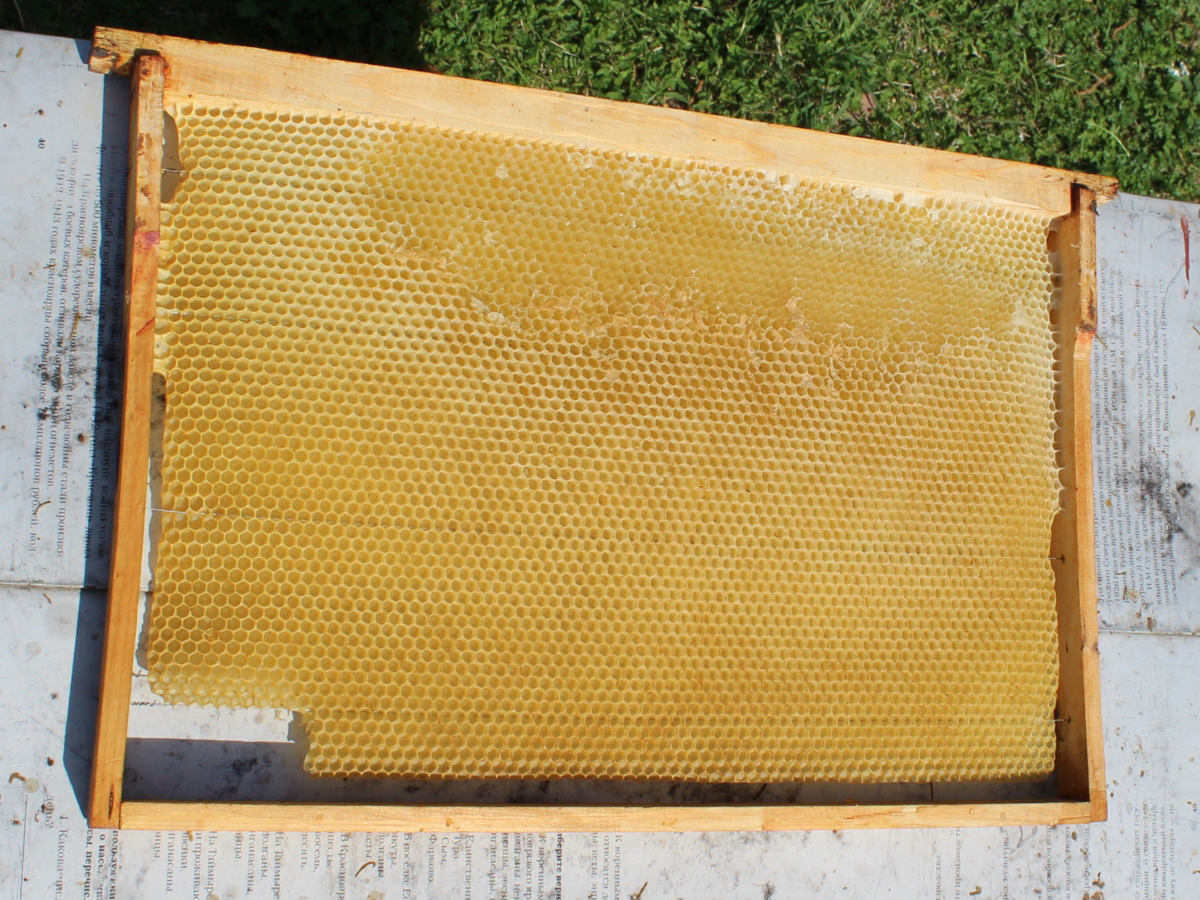 Жизнь нашей пасеки или практическое пчеловодство: можно ли ставить в гнездо пчел рамки суши порченные мышами?