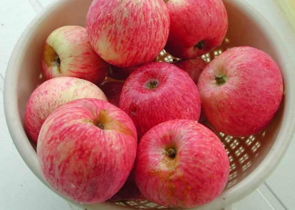 Сорт яблони боровинка: фото, отзывы, описание, характеристики.