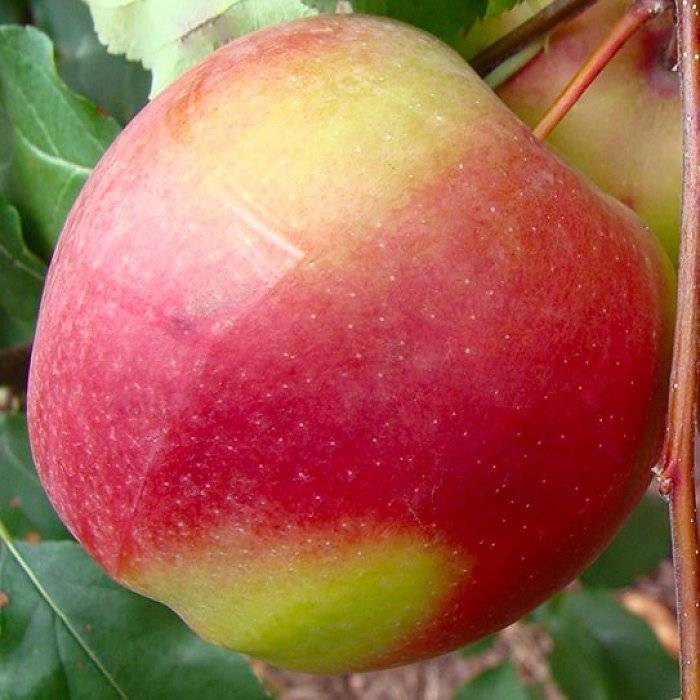 Описание сорта яблони лигол: фото яблок, важные характеристики, урожайность с дерева