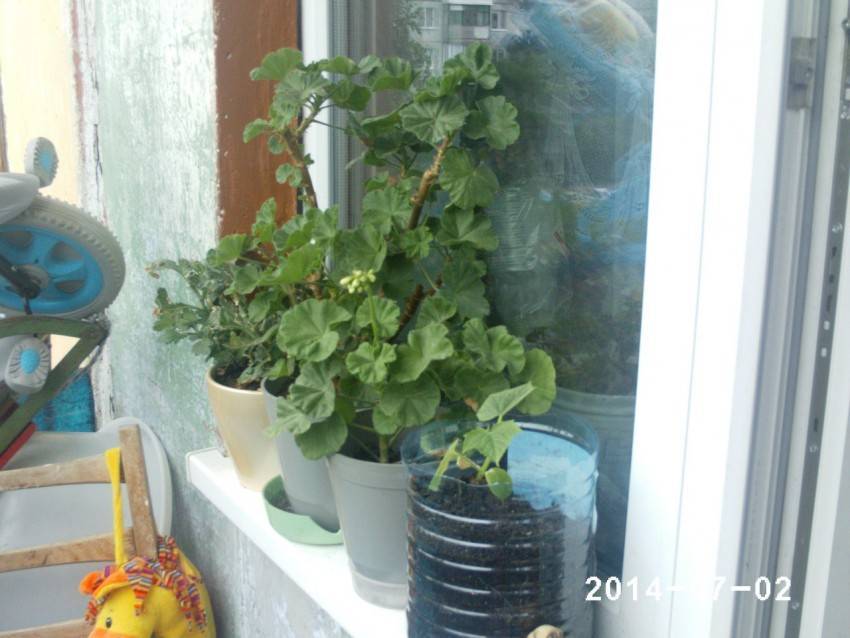 Огурцы на балконе: выращивание пошагово, лучшие сорта, как сажать и как вырастить