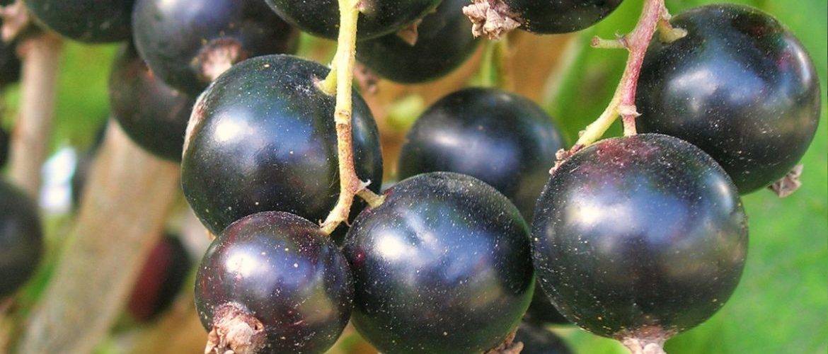 Сорт черной смородины пигмей - отзывы и описание