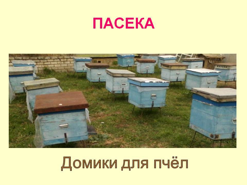История пчеловодства - пчеловодство - животноводство - собственник
