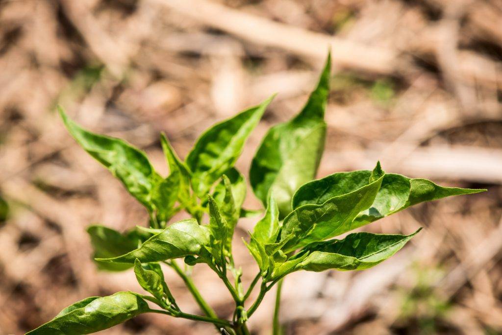 Скручиваются листья у помидоров – самая распространенная причина и что можно сделать