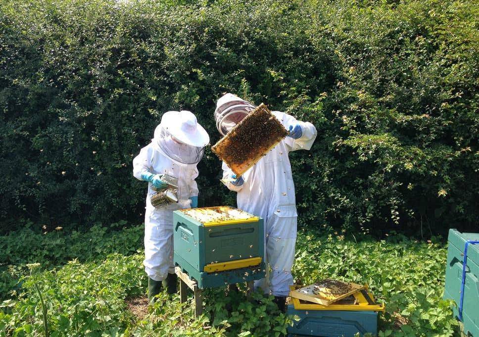 Пчеловодство а белоруссии: содержание пчел, выведение пчеломаток, законы республики беларусь