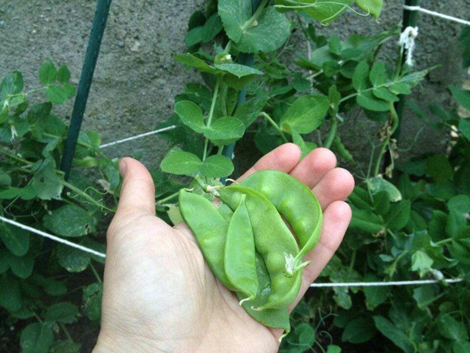 Как выращивать горох в открытом грунте: советы и рекомендации дачникам