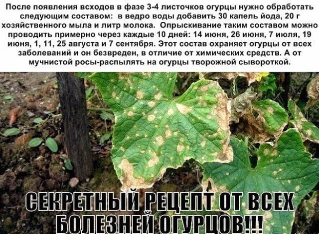 Возможные болезни огурцов в теплице и методы их лечения