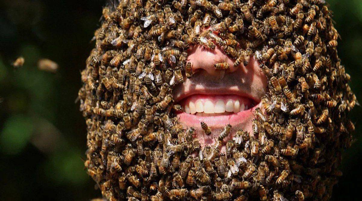 Злые пчелы. что делать? - пчёлы | описание, советы, отзывы, фото и видео