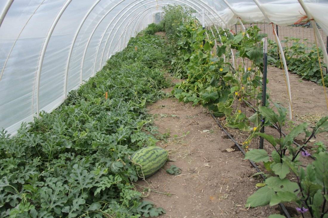 Секреты выращивания арбузов в теплице от опытных агрономов