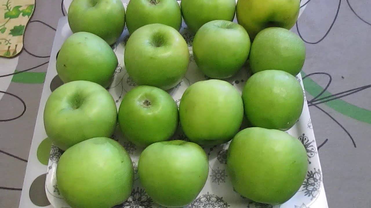 Яблоки гренни смит: описание и характеристики сорта, посадка и уход, подготовка к зиме