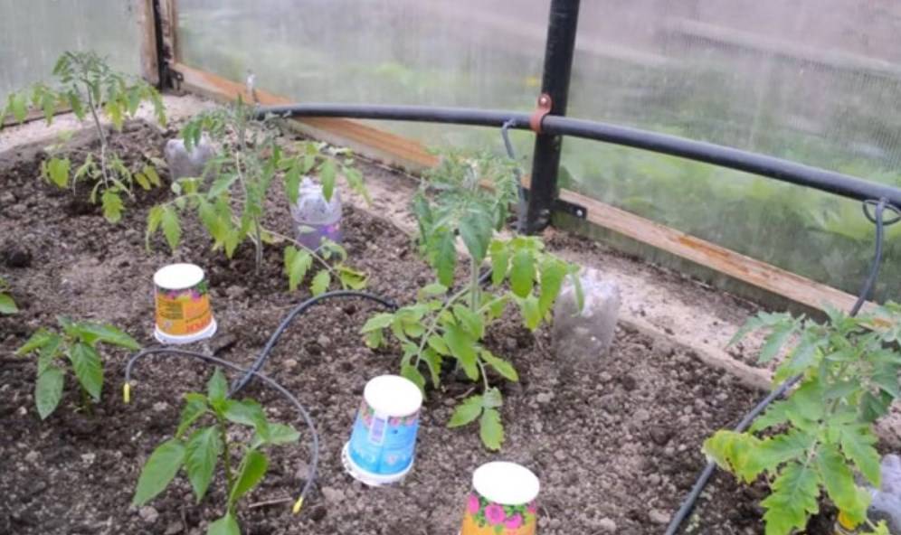 Как поливать кабачки в открытом грунте | во саду и в огороде